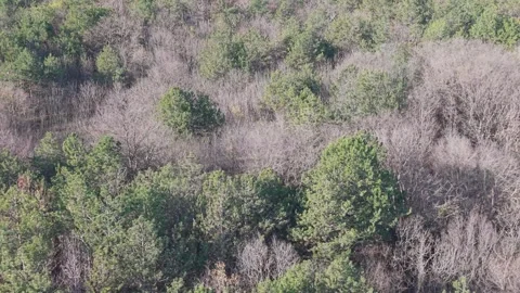 Aerial View of Mixed Forest with Bare Trees and Green Foliage Stock Footage 324889651