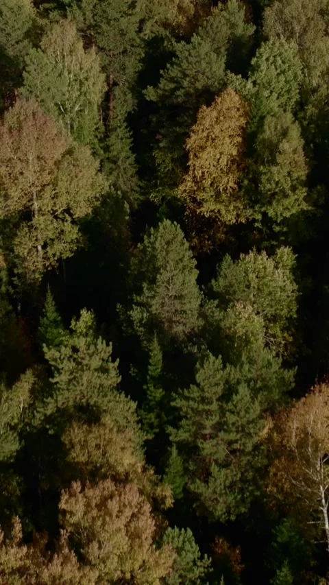Aerial view of mixed forest canopy with autumn colors in warm sunlight Stock Footage 335663915