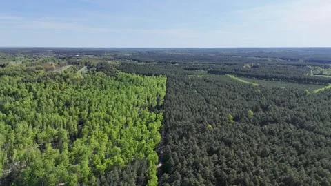 Aerial view of mixed forest with deciduous and coniferous trees. Stock Footage 308085746