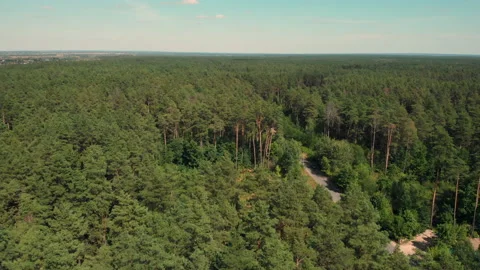 An aerial view of a mixed forest during the day. Stock Footage 169500800