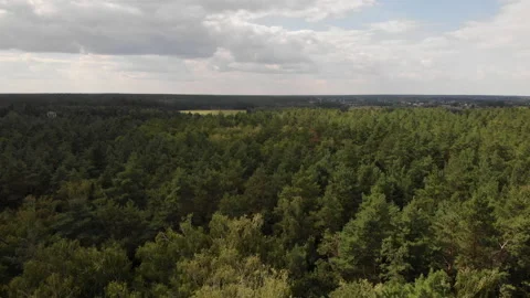 An aerial view of a mixed forest during the day. Stock Footage 169502744