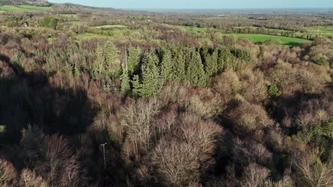 Aerial View of Mixed Forest with Green and Brown Trees Stockbeeldmateriaal 333412465