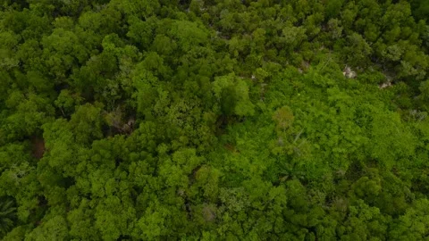Aerial view mixed forest mountain bush fresh oxygen ozone Stock Footage 146729242