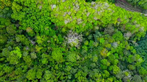 Aerial view mixed forest mountain bush fresh Oxygen ozone green background Stock Footage 153382454