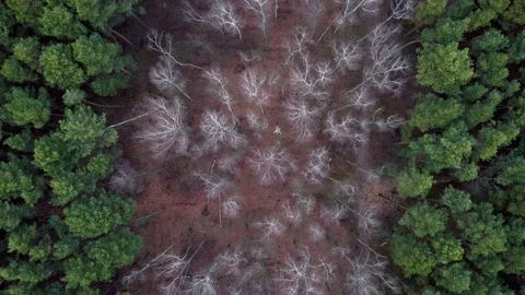 Aerial view of mixed forest, pines and bare birches without leaves. Video stock 230112625