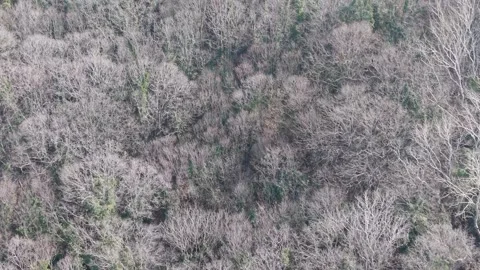 Aerial View of Mixed Forest Trees During Late Autumn Season Stock Footage 324889826