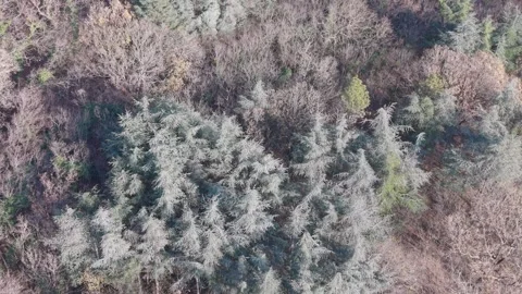 Aerial View of Mixed Forest Trees During Late Autumn Season Stock Footage 324889841