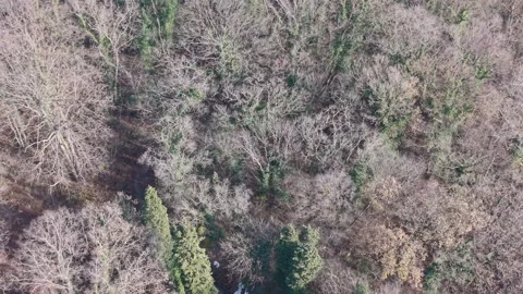 Aerial View of Mixed Forest Trees During Late Autumn Season Video stock 324889842