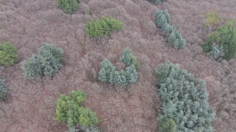 Aerial view of mixed forest trees in early spring season Stock Footage 326871573