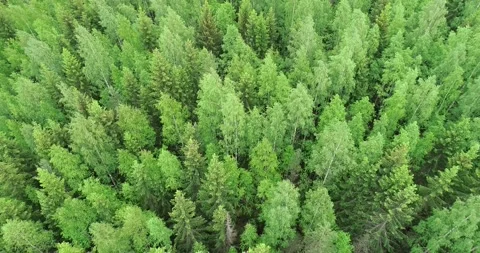 Aerial view of mixed fresh spring forest. Stock Footage 147842231