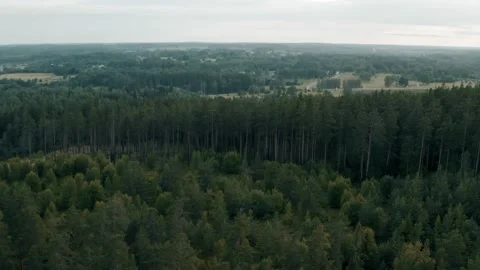 Aerial View Of Mixed Tree Forest Video stock 156450503