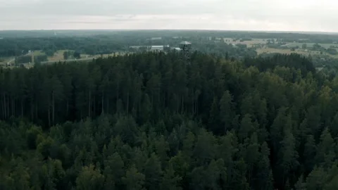 Aerial View Of Mixed Tree Forest Video stock 156450661