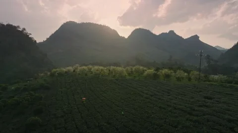 Aerial View of Moc Chau Tea Plantation and Misty Mountains at Sunset, Vietnam Vídeo Stock 344953514