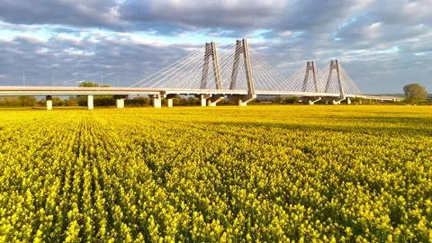 Aerial view of modern cable-stayed bridge spanning vibrant yellow flower field Видео 334035085