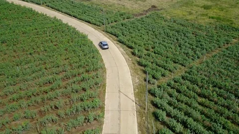 Aerial view of modern car speeding on winding road in green agricultural fields. Stock Footage 101437681