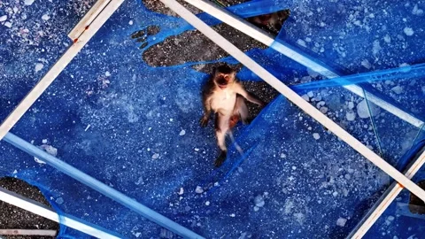 Aerial view of a monkey on a blue tarp in Indonesia. Stock Footage 340656747