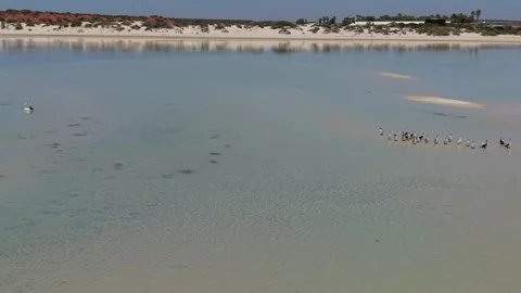Aerial View of Monkey Mia Dolphin Resort, Denham, Shark Bay, Western Australia. Vídeo Stock 330726976