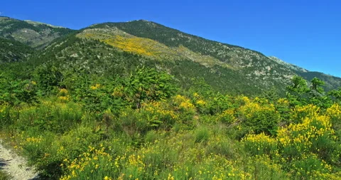 Aerial view of Monte Morrone and a grove of yellow colored brooms Stock Footage 246043285