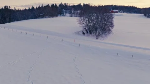 Aerial View Of Moose In The Winter Landscape. Stock Footage 303399589