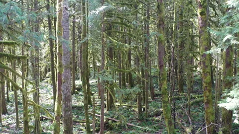 Aerial View of Moss-Covered Trees in Northern Oregon Forest Stock Footage 177654144
