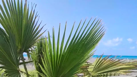 Aerial View of Motion Through the Leaves of Palm Trees to the Horizon. Stock Footage 246382646