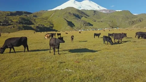 Aerial view of Mount Elbrus from the height of the Emmanuel Glade. Flying past a Stock Footage 151774022