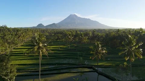 Aerial view of Mount Merapi and rice fields in Indonesia. Stock Footage 344996675
