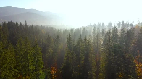 Aerial View Of Mountain And Forest Stock Footage 304064216
