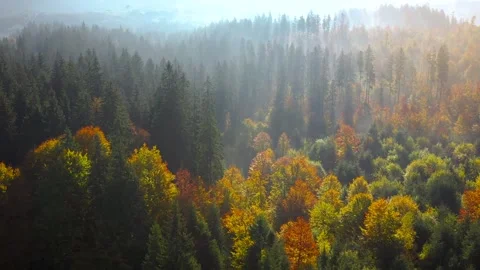 Aerial View Of Mountain And Forest Stock Footage 304064336