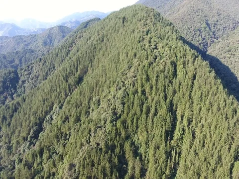 Aerial view of mountain and pine forestry Stock Footage