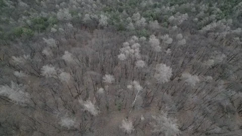 Aerial view mountain bare trees in winter season. Tilt 4K Video stock 253400623