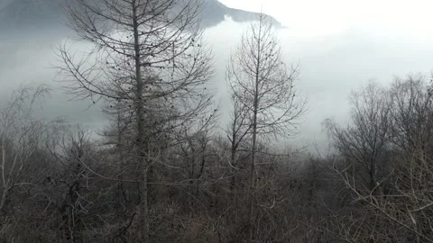 Aerial view mountain bare trees in winter season. Tilt 4K 库存影片 253402895