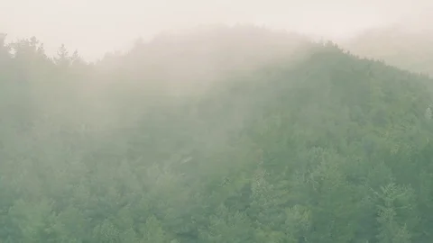 Aerial View of the Mountain Evergreen Forest with Fog Stock Footage 72193137