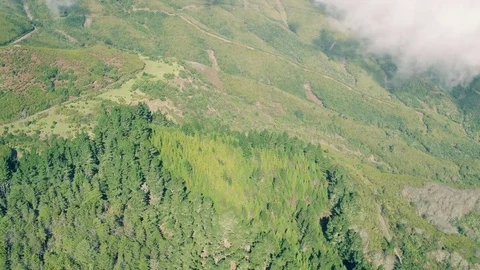 Aerial View of the Mountain Evergreen Forest Stock Footage 72194156
