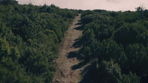 Aerial View of the Mountain Evergreen Forest Stock Footage 72302332