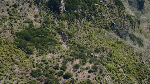 Aerial View of the Mountain Evergreen Forest Stock Footage 72302402