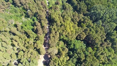 Aerial View of the Mountain Evergreen Forest with Road Stock Footage 82046253