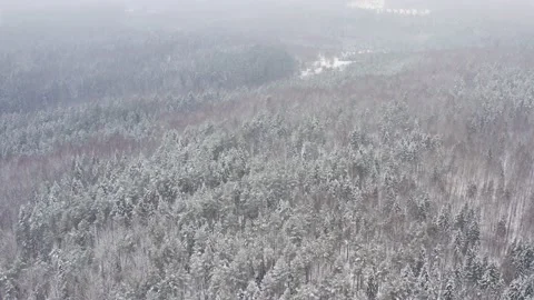 Aerial view in a mountain forest. Fly over frozen snowy fir and pine trees. Stock Footage 148332471