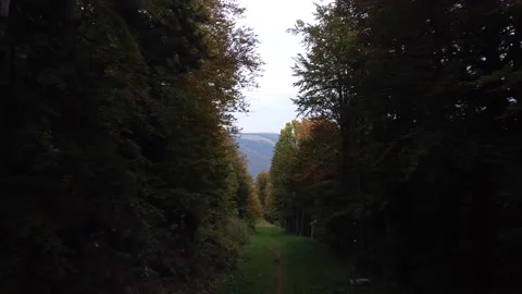 Aerial view mountain forest Stock-Footage 217439848