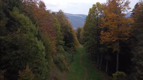 Aerial view mountain forest Stock-Footage 217439866