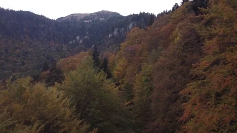 Aerial view mountain forest Vídeo Stock 217439892