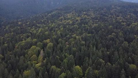 Aerial view mountain forest Stock-Footage 217440681