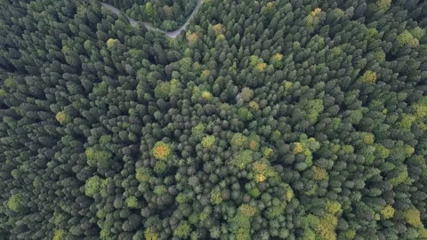 Aerial view mountain forest Stock-Footage 217440860