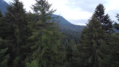 Aerial view mountain forest Stock-Footage 217441002