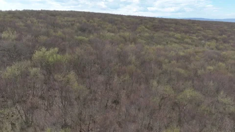 Aerial View of Mountain Forest Landscape Under Blue Sky with White Clouds Video stock 332193313