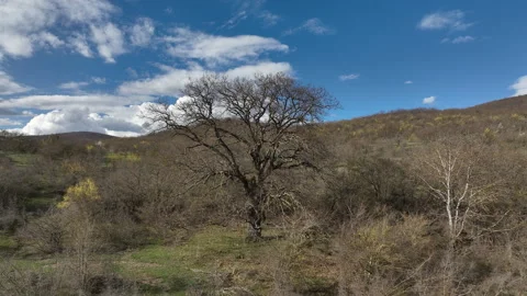 Aerial View of Mountain Forest Landscape Under Blue Sky with White Clouds Video stock 332248984