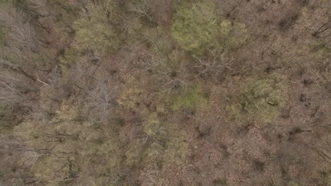 Aerial View of Mountain Forest Landscape Under Blue Sky with White Clouds Video stock 332249044