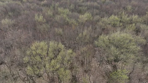 Aerial View of Mountain Forest Landscape Under Blue Sky with White Clouds Video stock 332249196