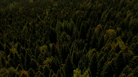 Aerial view at mountain forest on a summer day Video stock 135350662