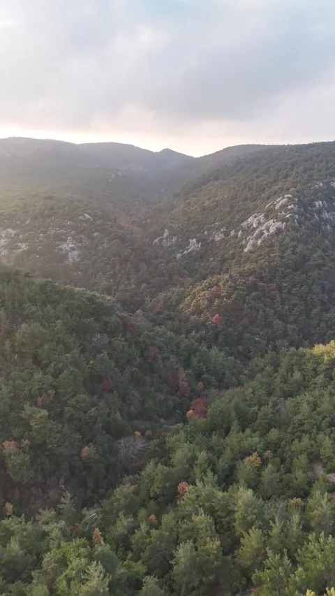 Aerial View of the Mountain Forest (Vertical Video) Stock Footage 325656917